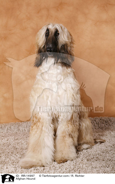 Afghanischer Windhund / Afghan Hound / RR-14997