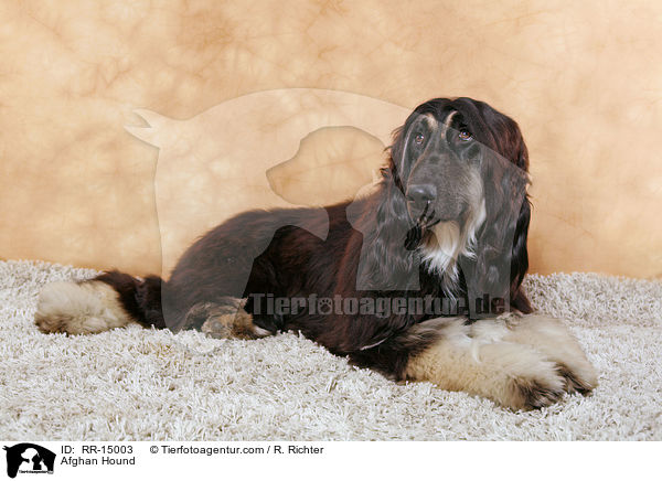 Afghanischer Windhund / Afghan Hound / RR-15003