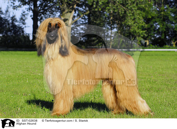 Afghanischer Windhund / Afghan Hound / SST-02638