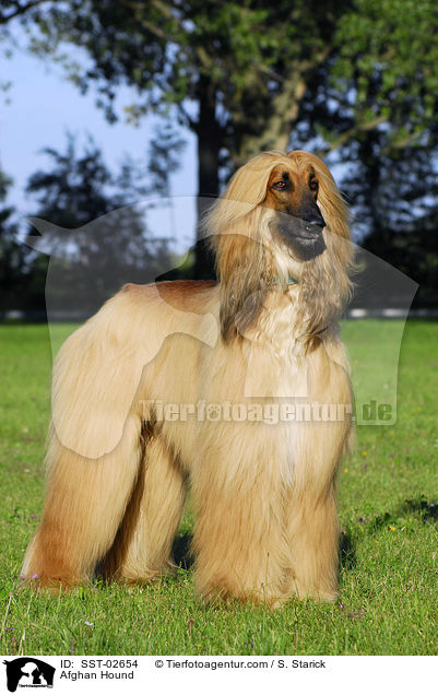 Afghanischer Windhund / Afghan Hound / SST-02654