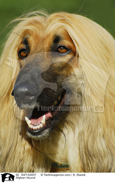 Afghanischer Windhund / Afghan Hound / SST-02657