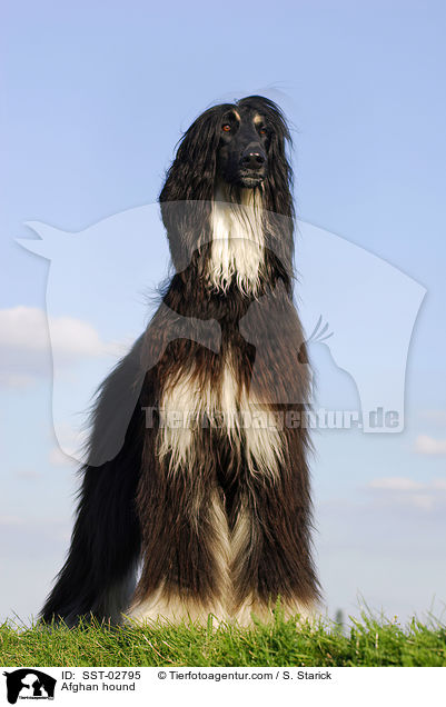 Afghanischer Windhund / Afghan hound / SST-02795