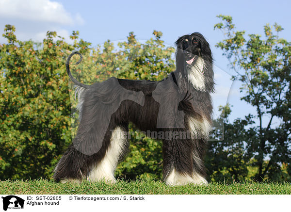 Afghanischer Windhund / Afghan hound / SST-02805