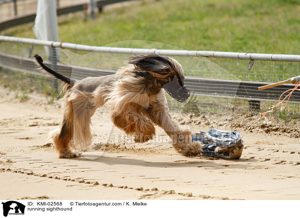 running sighthound / KMI-02568