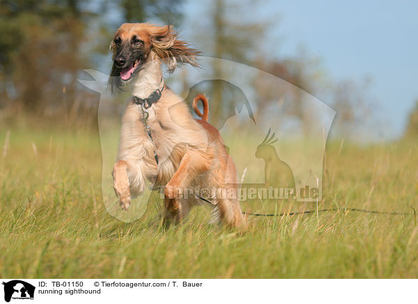 rennender Afghane / running sighthound / TB-01150