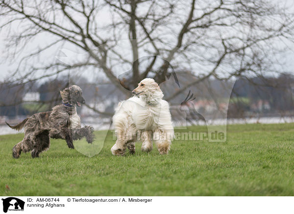 rennende Afghanen / running Afghans / AM-06744