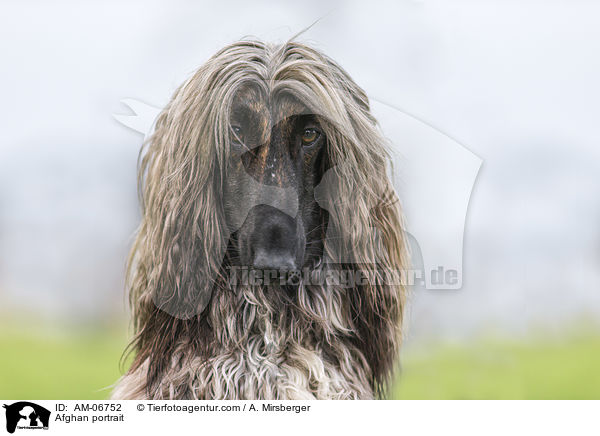 Afghane Portrait / Afghan portrait / AM-06752