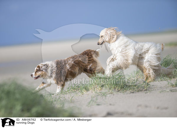 rennende Hunde / running Dogs / AM-06762