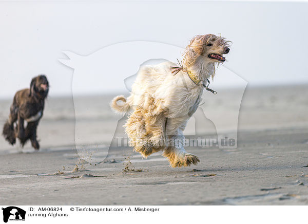 rennende Afghanen / running Afghans / AM-06824