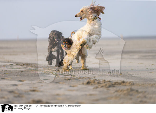 rennende Hunde / running Dogs / AM-06826