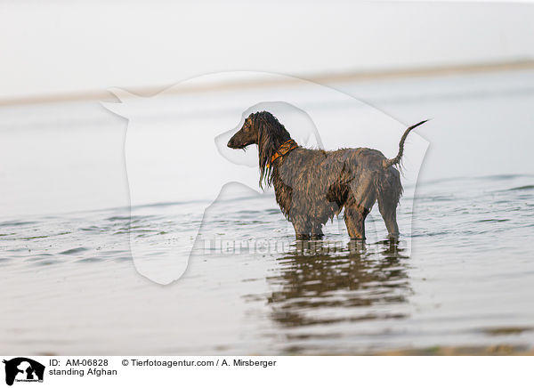 stehender Afghane / standing Afghan / AM-06828