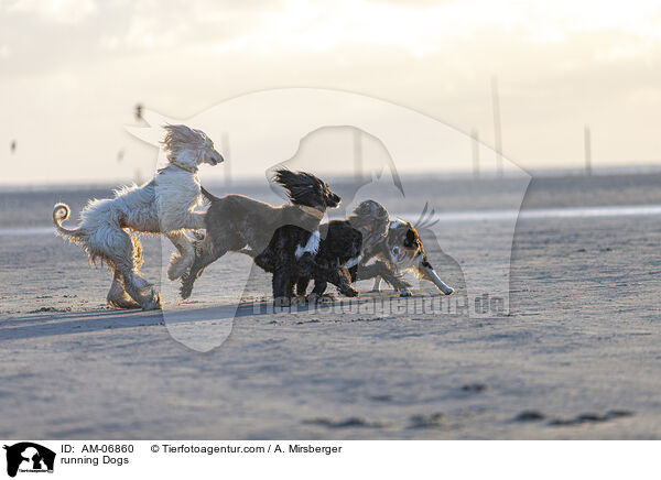 rennende Hunde / running Dogs / AM-06860