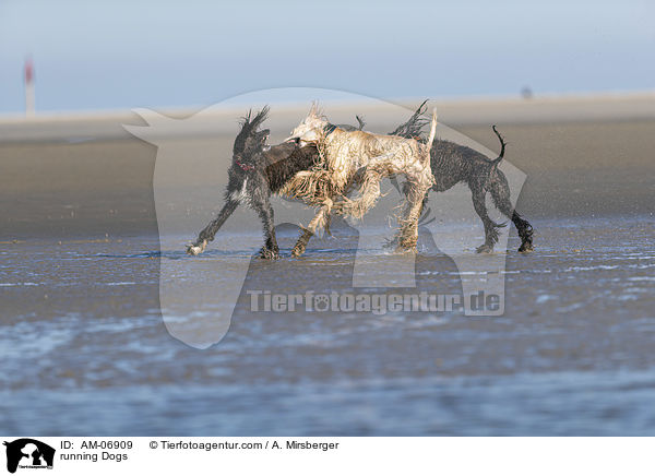 running Dogs / AM-06909