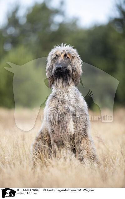 sitzender Afghane / sitting Afghan / MW-17664