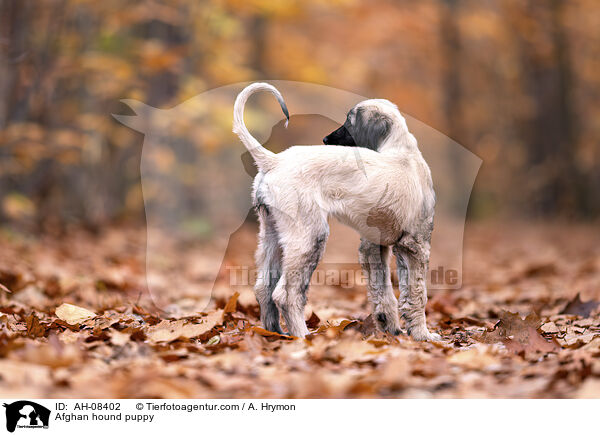 Afghanischer Windhund Welpe / Afghan hound puppy / AH-08402