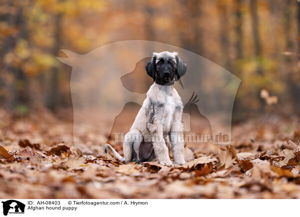 Afghanischer Windhund Welpe / Afghan hound puppy / AH-08403