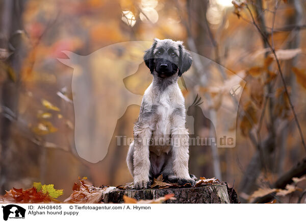 Afghanischer Windhund Welpe / Afghan hound puppy / AH-08405