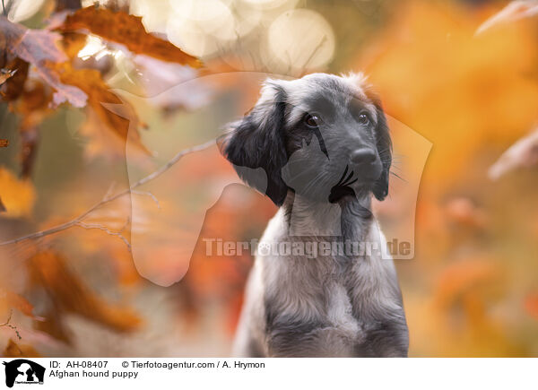 Afghanischer Windhund Welpe / Afghan hound puppy / AH-08407