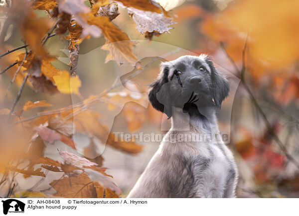 Afghanischer Windhund Welpe / Afghan hound puppy / AH-08408