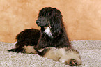 Afghan Hound