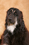 Afghan Hound