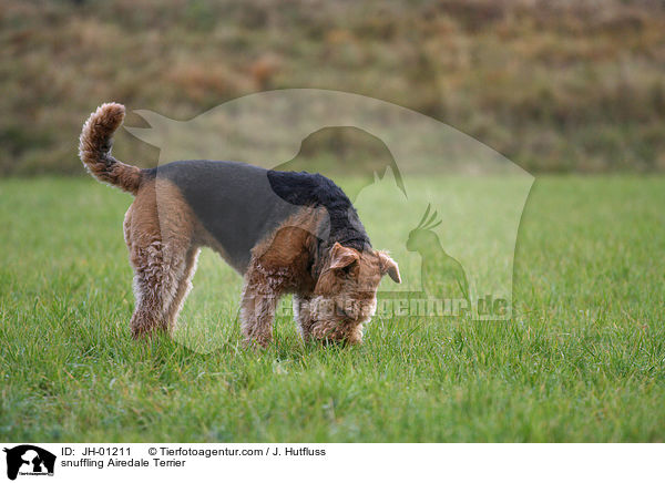 schnuppernder Airedale Terrier / snuffling Airedale Terrier / JH-01211