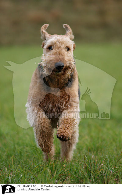 rennender Airedale Terrier / running Airedale Terrier / JH-01216