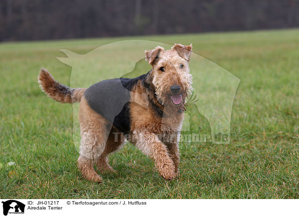 Airedale Terrier / Airedale Terrier / JH-01217