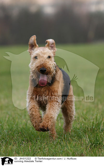 rennender Airedale Terrier / running Airedale Terrier / JH-01222