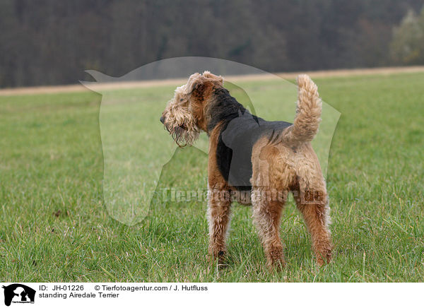stehender Airedale Terrier / standing Airedale Terrier / JH-01226
