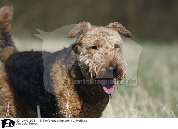 Airedale Terrier / Airedale Terrier / JH-01928