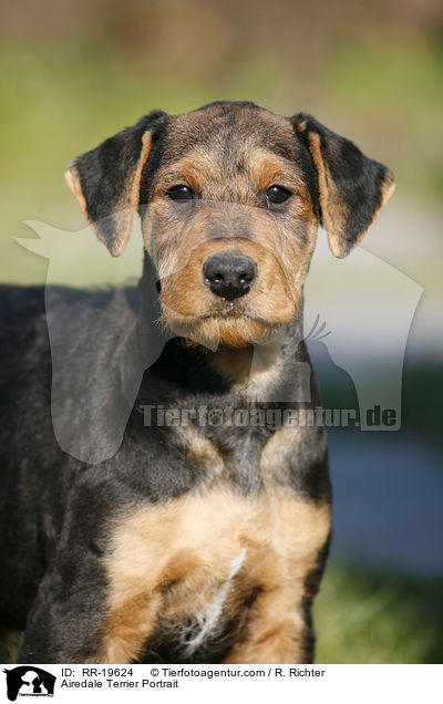 Airedale Terrier Portrait / Airedale Terrier Portrait / RR-19624