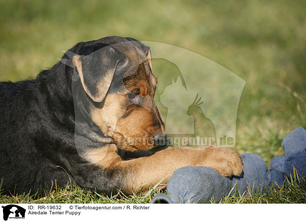 Airedalle Terrier Welpe / Airedale Terrier Puppy / RR-19632