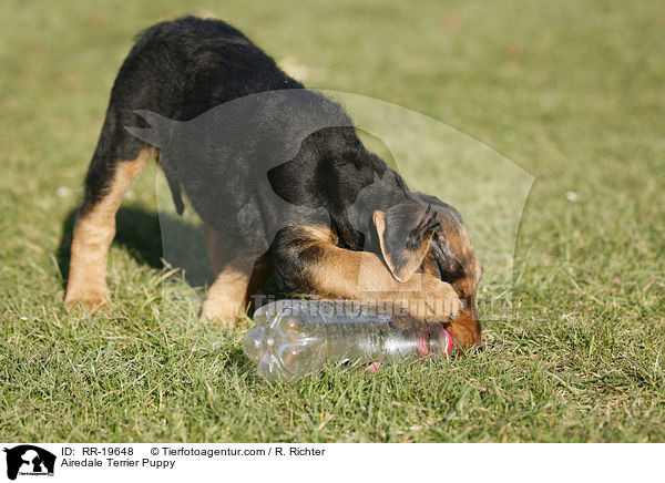 Airedalle Terrier Welpe / Airedale Terrier Puppy / RR-19648