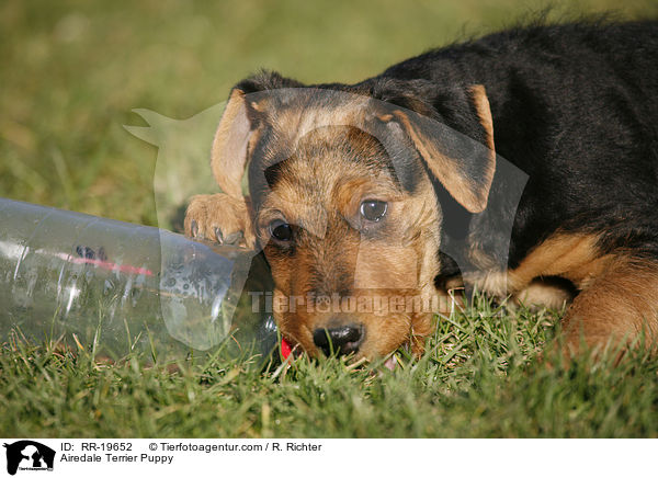 Airedalle Terrier Welpe / Airedale Terrier Puppy / RR-19652