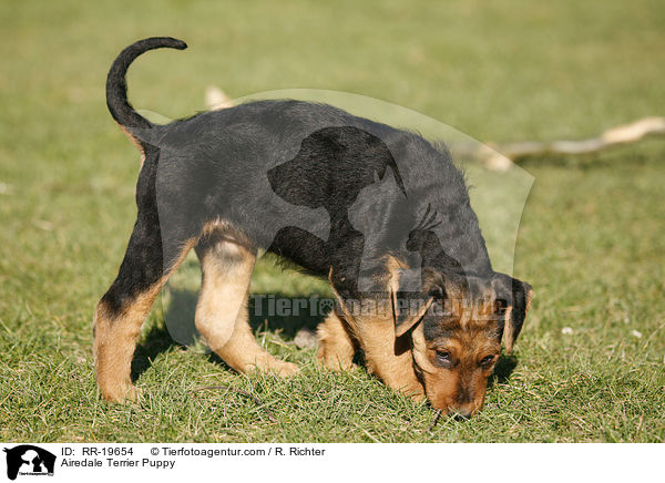 Airedalle Terrier Welpe / Airedale Terrier Puppy / RR-19654