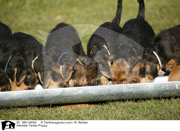 Airedalle Terrier Welpe / Airedale Terrier Puppy / RR-19659