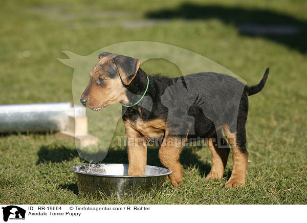 Airedalle Terrier Welpe / Airedale Terrier Puppy / RR-19664