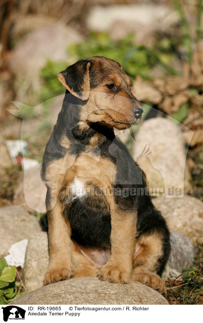 Airedalle Terrier Welpe / Airedale Terrier Puppy / RR-19665