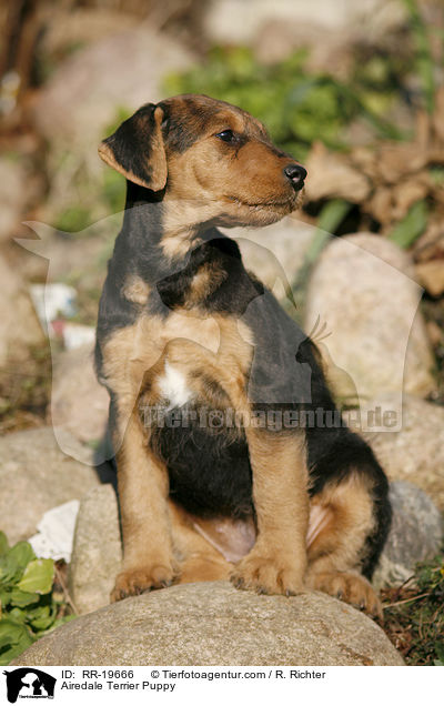 Airedalle Terrier Welpe / Airedale Terrier Puppy / RR-19666