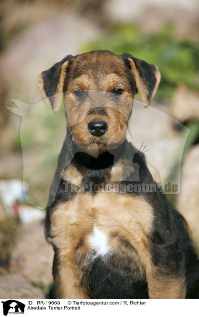 Airedale Terrier Portrait / Airedale Terrier Portrait / RR-19668