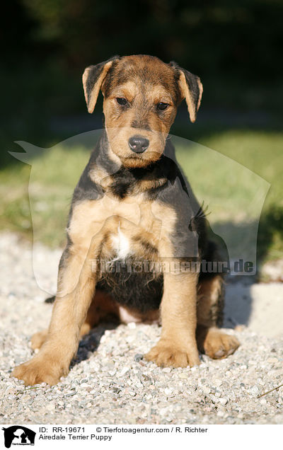 Airedalle Terrier Welpe / Airedale Terrier Puppy / RR-19671