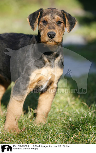 Airedalle Terrier Welpe / Airedale Terrier Puppy / RR-19691