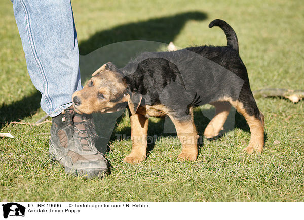 Airedalle Terrier Welpe / Airedale Terrier Puppy / RR-19696