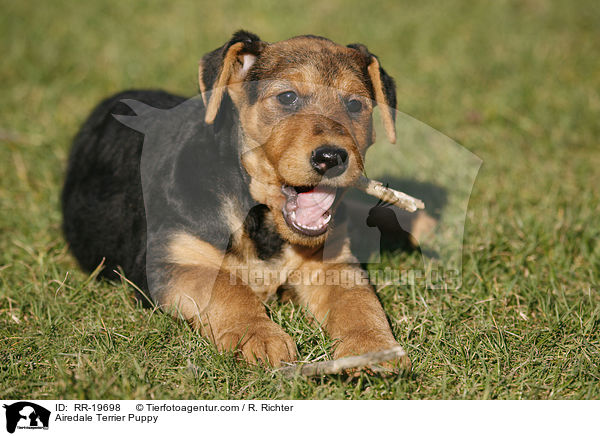 Airedalle Terrier Welpe / Airedale Terrier Puppy / RR-19698