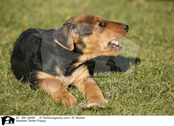 Airedalle Terrier Welpe / Airedale Terrier Puppy / RR-19699