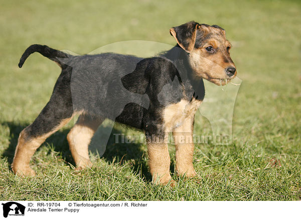 Airedalle Terrier Welpe / Airedale Terrier Puppy / RR-19704