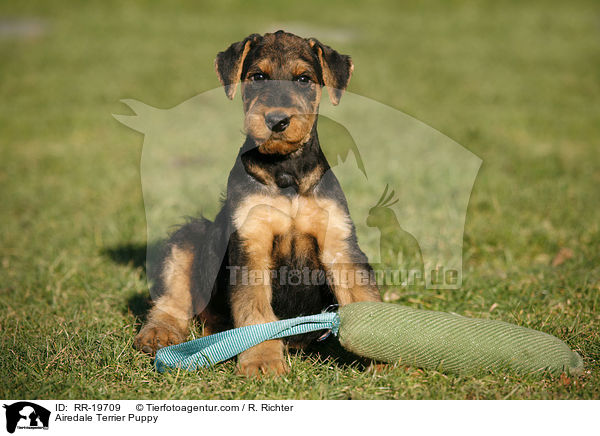 Airedalle Terrier Welpe / Airedale Terrier Puppy / RR-19709