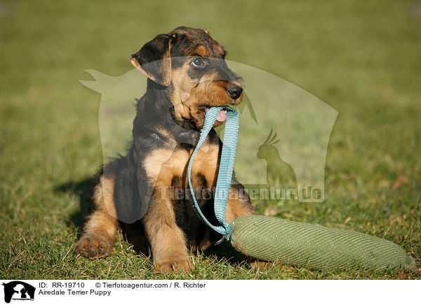 Airedalle Terrier Welpe / Airedale Terrier Puppy / RR-19710