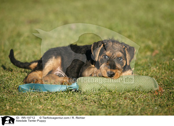 Airedalle Terrier Welpe / Airedale Terrier Puppy / RR-19712